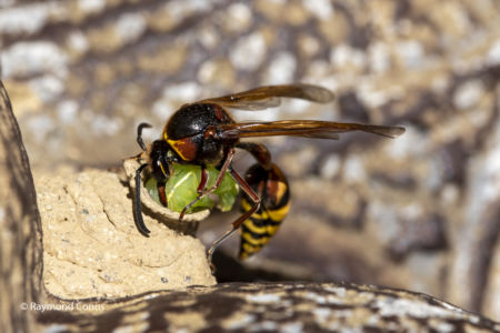 The potter wasp (2)