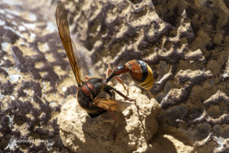 The potter wasp (4)