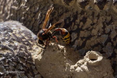 The potter wasp (5)