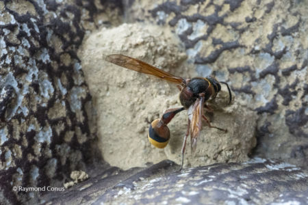 The potter wasp (6)