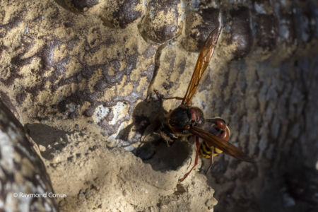 The potter wasp (7)