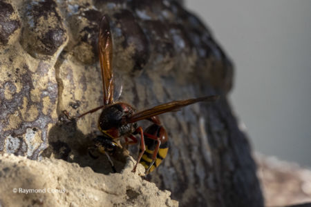 The potter wasp (8)