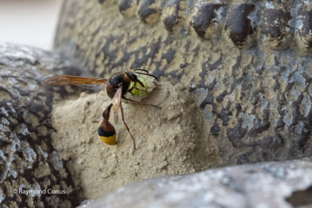 The potter wasp (9)