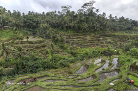 The rice fields of Bali (10)