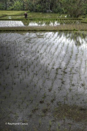 The rice fields of Bali (13)