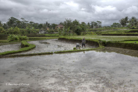 The rice fields of Bali (14)