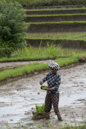 The rice fields of Bali (16)