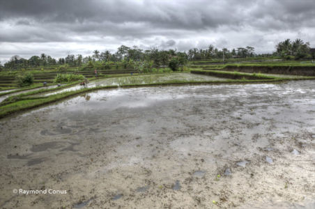 The rice fields of Bali (17)