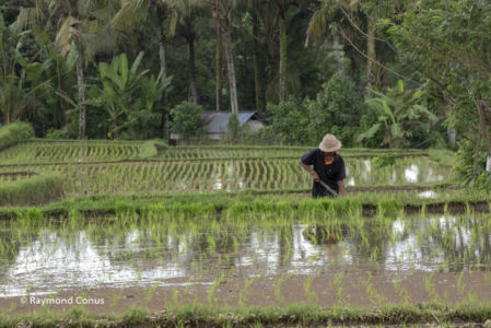 The rice fields of Bali (18)