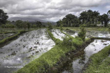 The rice fields of Bali (20)