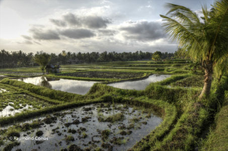 The rice fields of Bali (23)