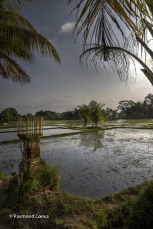 The rice fields of Bali (25)