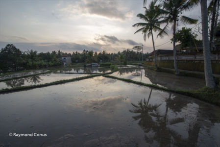 The rice fields of Bali (28)