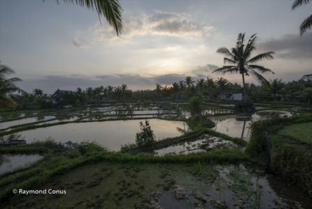 The rice fields of Bali (29)