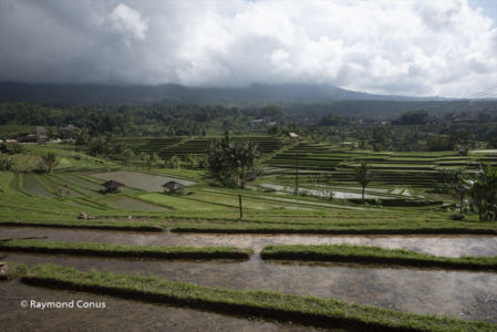 The rice fields of Bali (30)