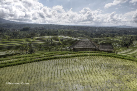 The rice fields of Bali (31)