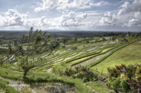 The rice fields of Bali (32)