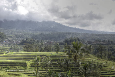 The rice fields of Bali (33)