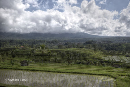 The rice fields of Bali (34)