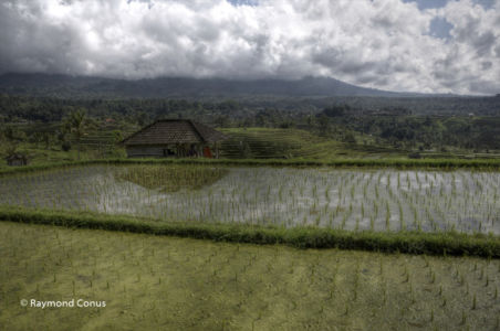 The rice fields of Bali (35)