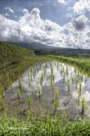 The rice fields of Bali (36)