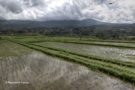 The rice fields of Bali (37)