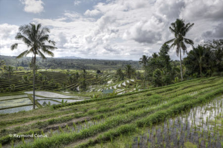 The rice fields of Bali (38)