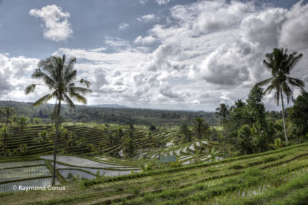 The rice fields of Bali (39)