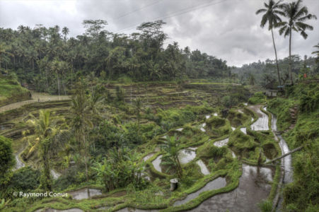 The rice fields of Bali (3)