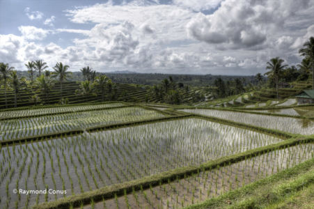 The rice fields of Bali (40)