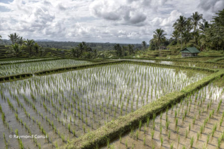 The rice fields of Bali (41)