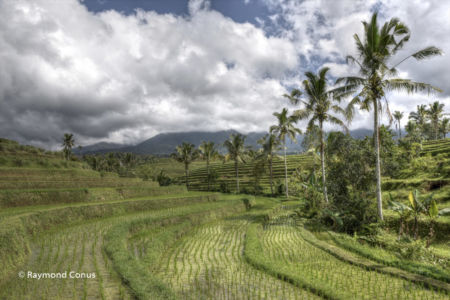 The rice fields of Bali (42)