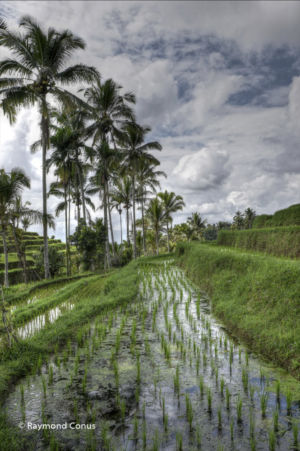The rice fields of Bali (43)
