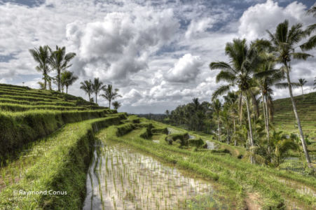 The rice fields of Bali (44)