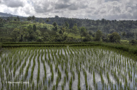 The rice fields of Bali (45)