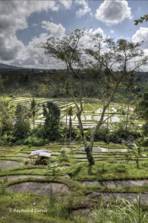 The rice fields of Bali (47)