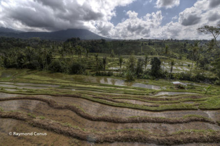 The rice fields of Bali (48)