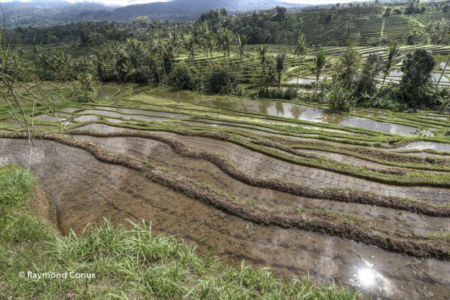 The rice fields of Bali (49)