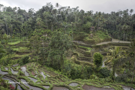 The rice fields of Bali (4)