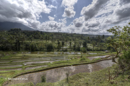 The rice fields of Bali (50)