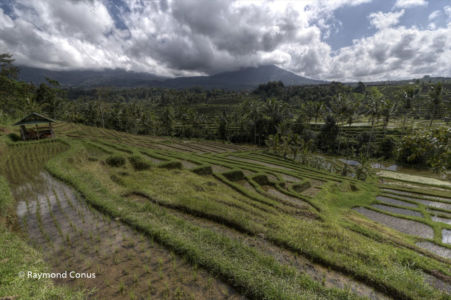 The rice fields of Bali (51)
