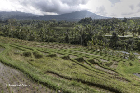 The rice fields of Bali (52)