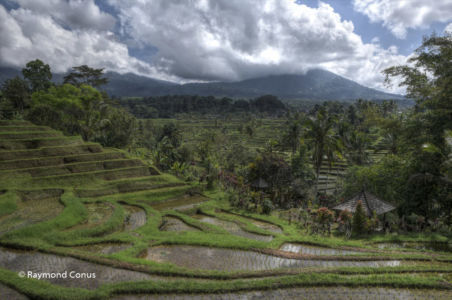 The rice fields of Bali (54)