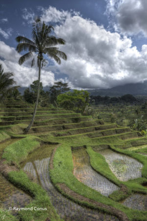 The rice fields of Bali (55)