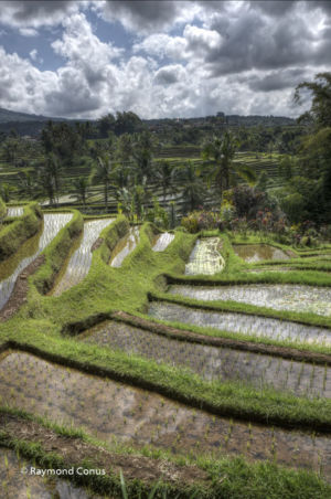 The rice fields of Bali (56)