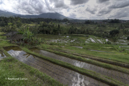The rice fields of Bali (57)