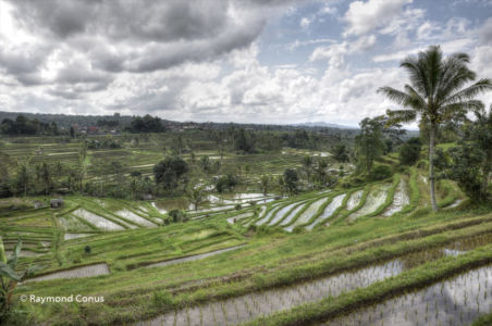 The rice fields of Bali (58)