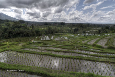 The rice fields of Bali (59)