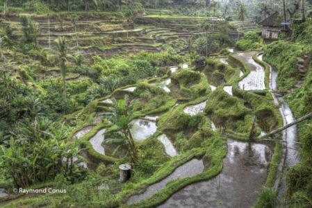 The rice fields of Bali (5)