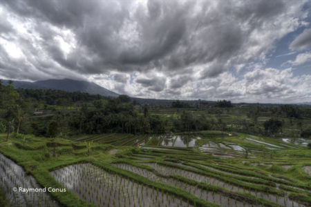 The rice fields of Bali (60)